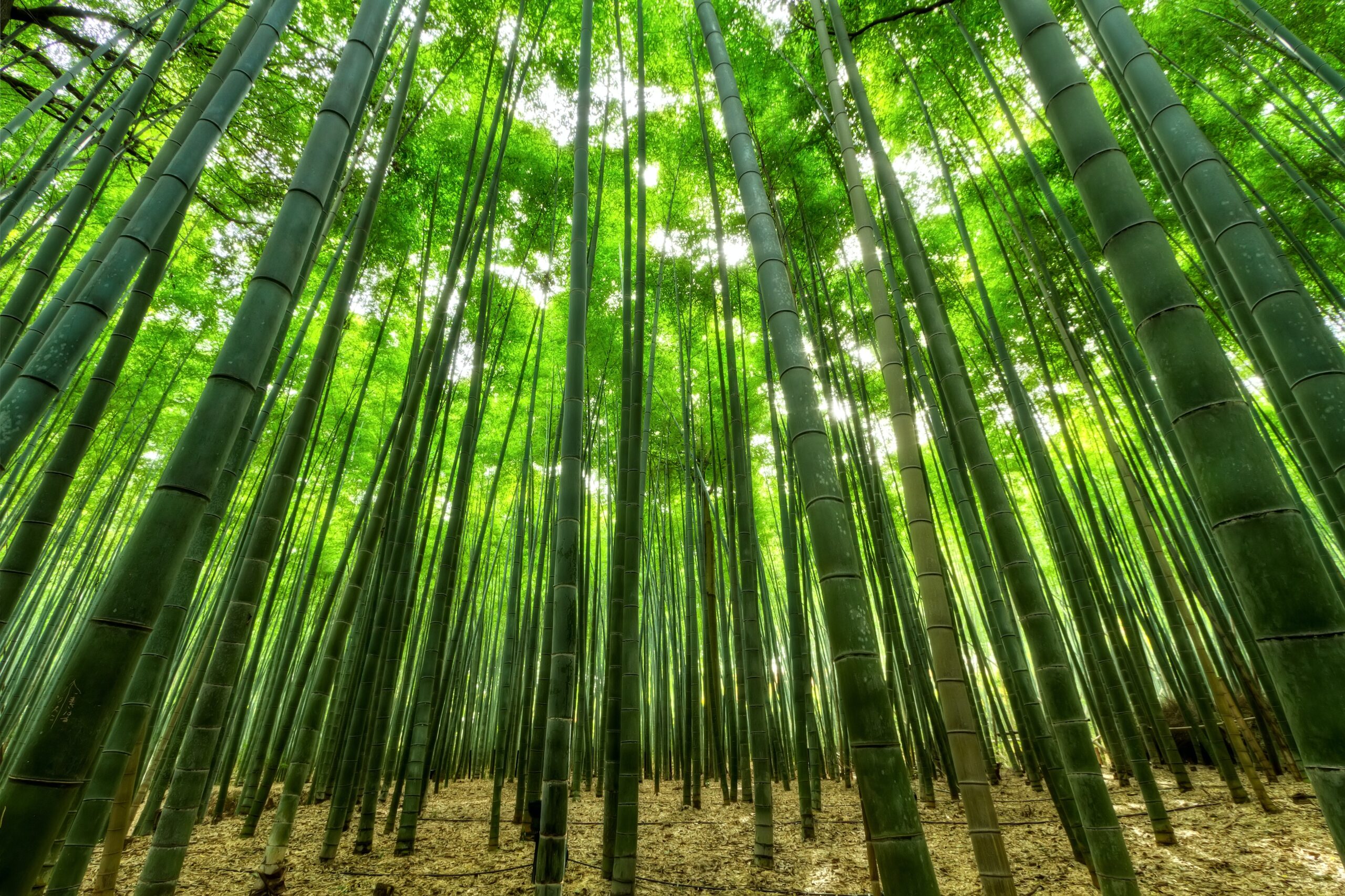 Come si coltiva il bambù gigante Moso