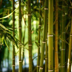La straordinaria crescita del bambù gigante