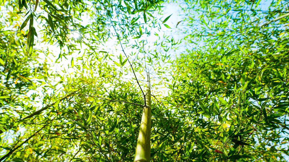 canna bambù dal basso foresta