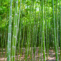 Foresta_bambu_1