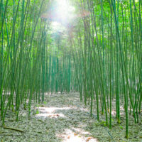 Foresta_bambu_3